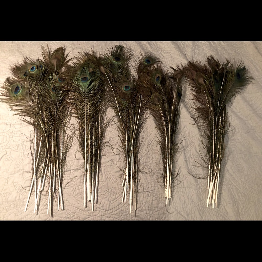 50 peacock feathers 40 inches tall approximately